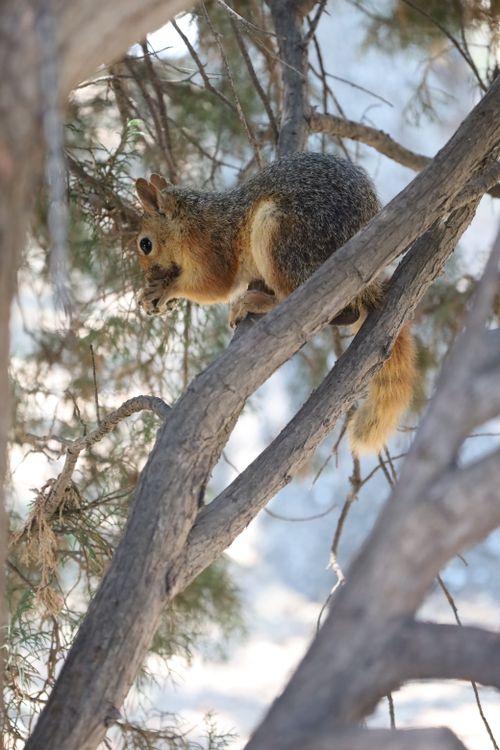 Free Squirrel perched on a tree branch in Çanakkale, Türkiye, showcasing wildlife in natural habitat. Stock Photo