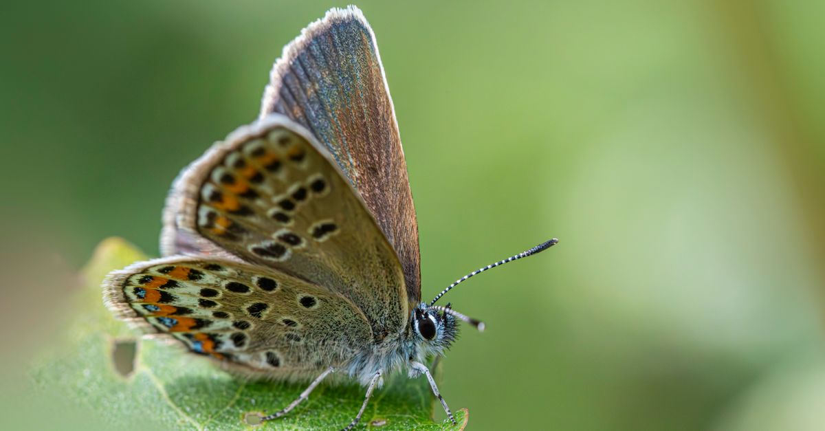 Papillon dessin : 30 modèles faciles enfants