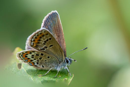 Macro shot of a Silver-Studded Blue butterfly resting on a leaf, showcasing intricate wing patterns.