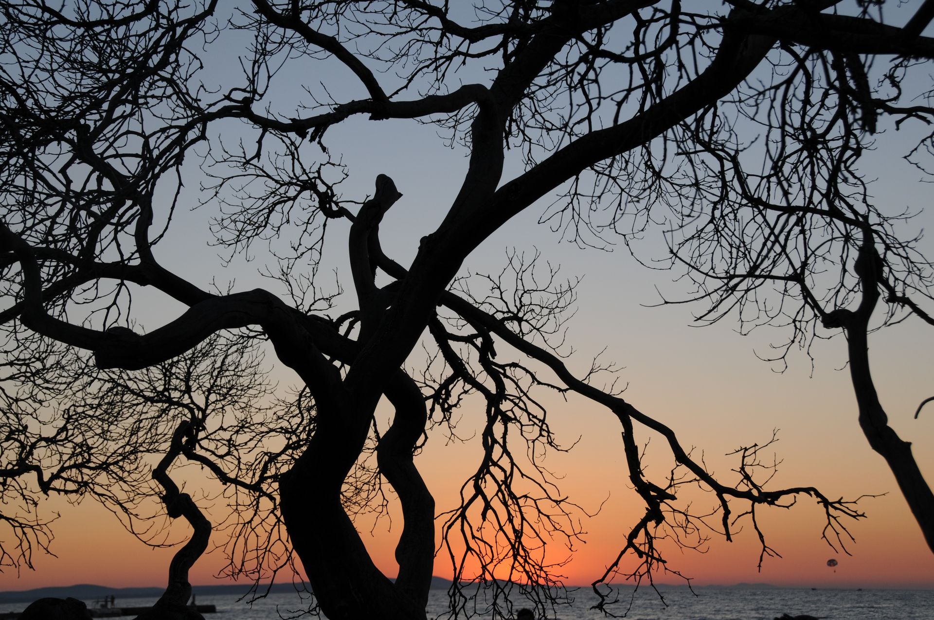 A striking silhouette of bare tree branches against a serene sunset backdrop over the ocean.