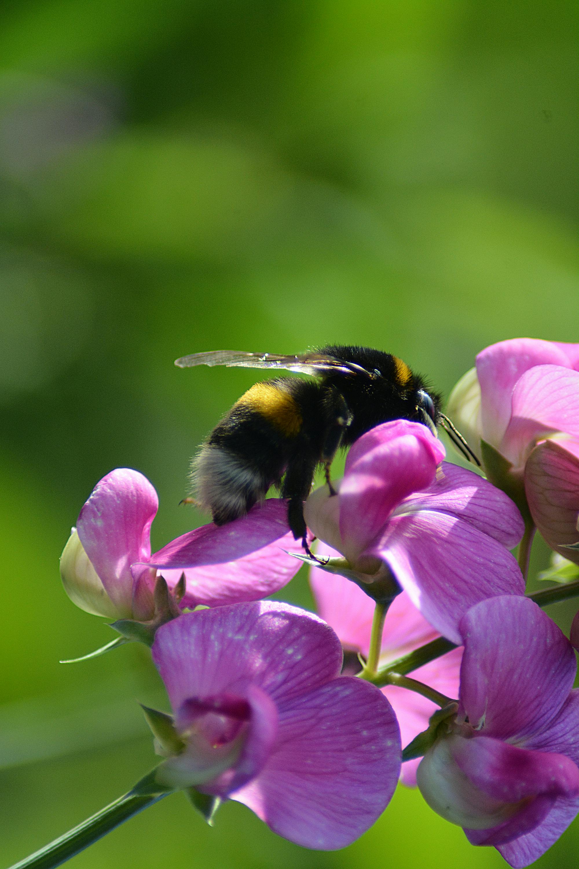 bee pollinating pea flower UK
