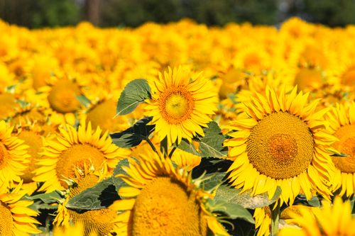 Free Bright yellow sunflowers in a lush field under a sunny sky, symbolizing summer's abundance. Stock Photo