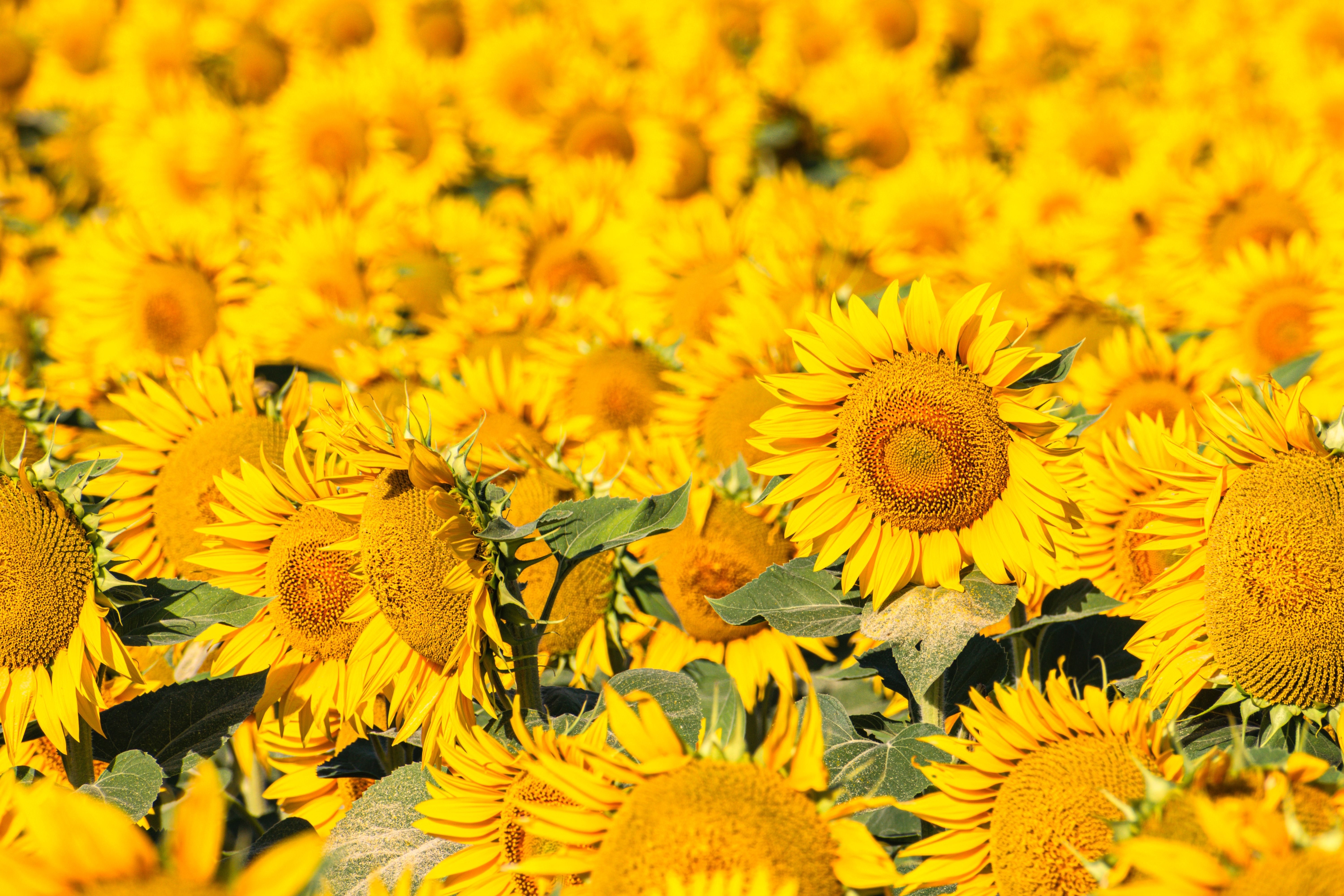 A lush sunflower field under the summer sun, showcasing bright yellow blooms in a rural setting.
