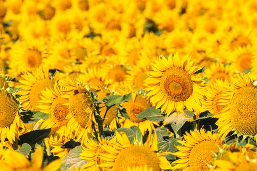 A lush sunflower field under the summer sun, showcasing bright yellow blooms in a rural setting.