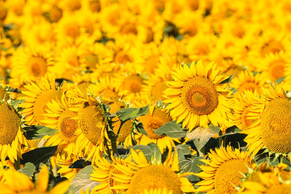 A lush sunflower field under the summer sun, showcasing bright yellow blooms in a rural setting.