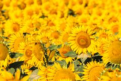 Field of sunflowers — Nikolett Emmert on Pexels