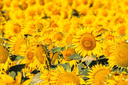 Free A lush sunflower field under the summer sun, showcasing bright yellow blooms in a rural setting. Stock Photo
