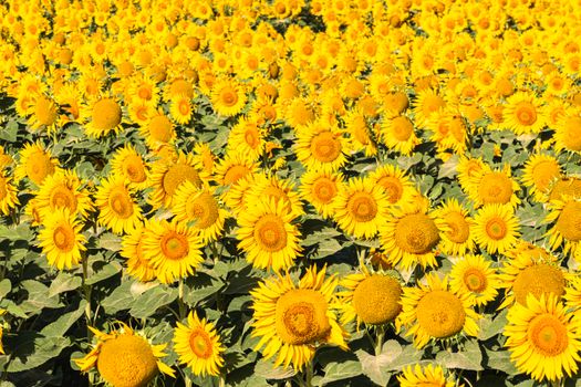 Expansive sunflower field in full bloom under a sunny, clear sky, capturing the essence of summer.