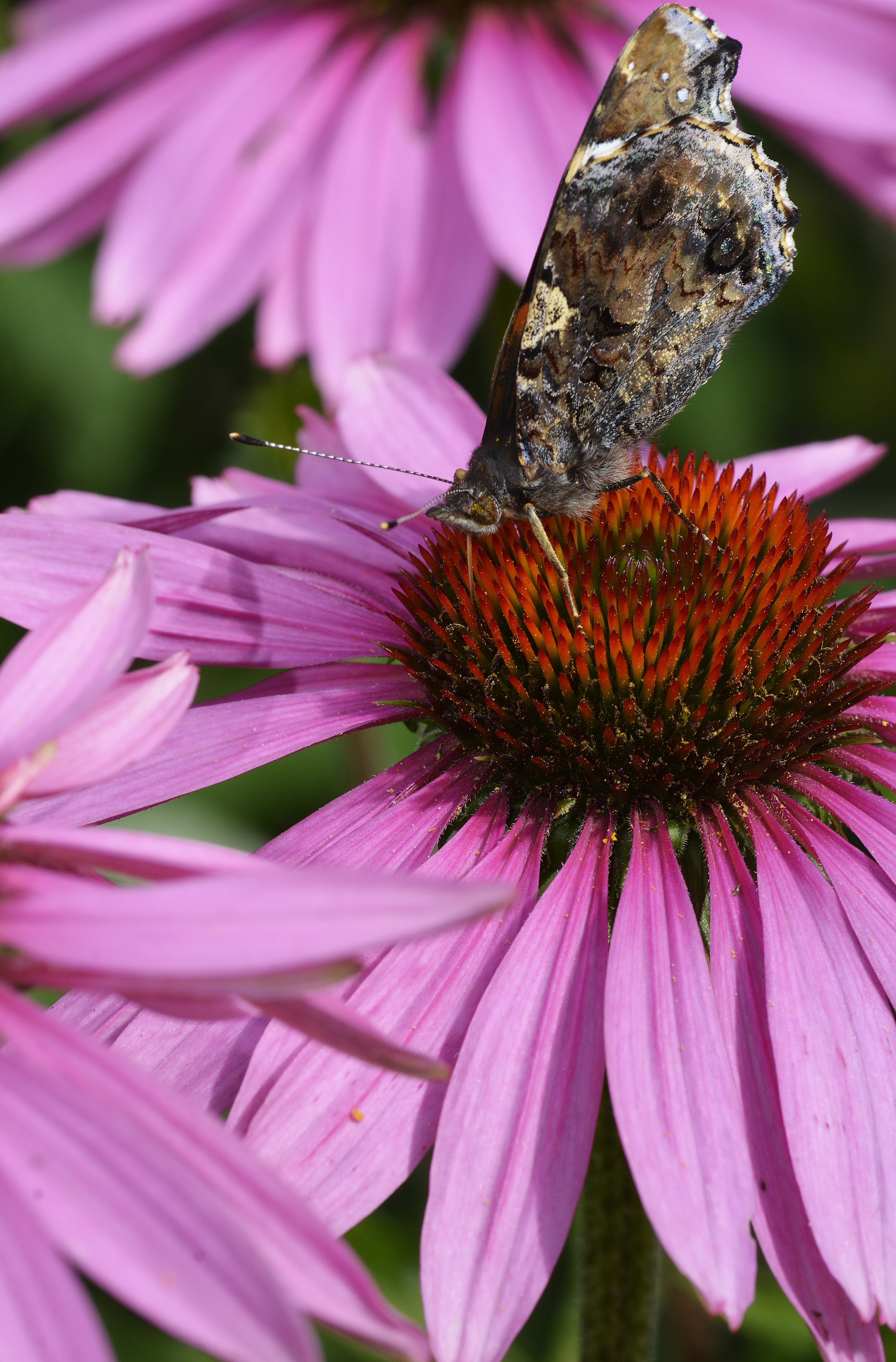Include Pollinator-Friendly Plants