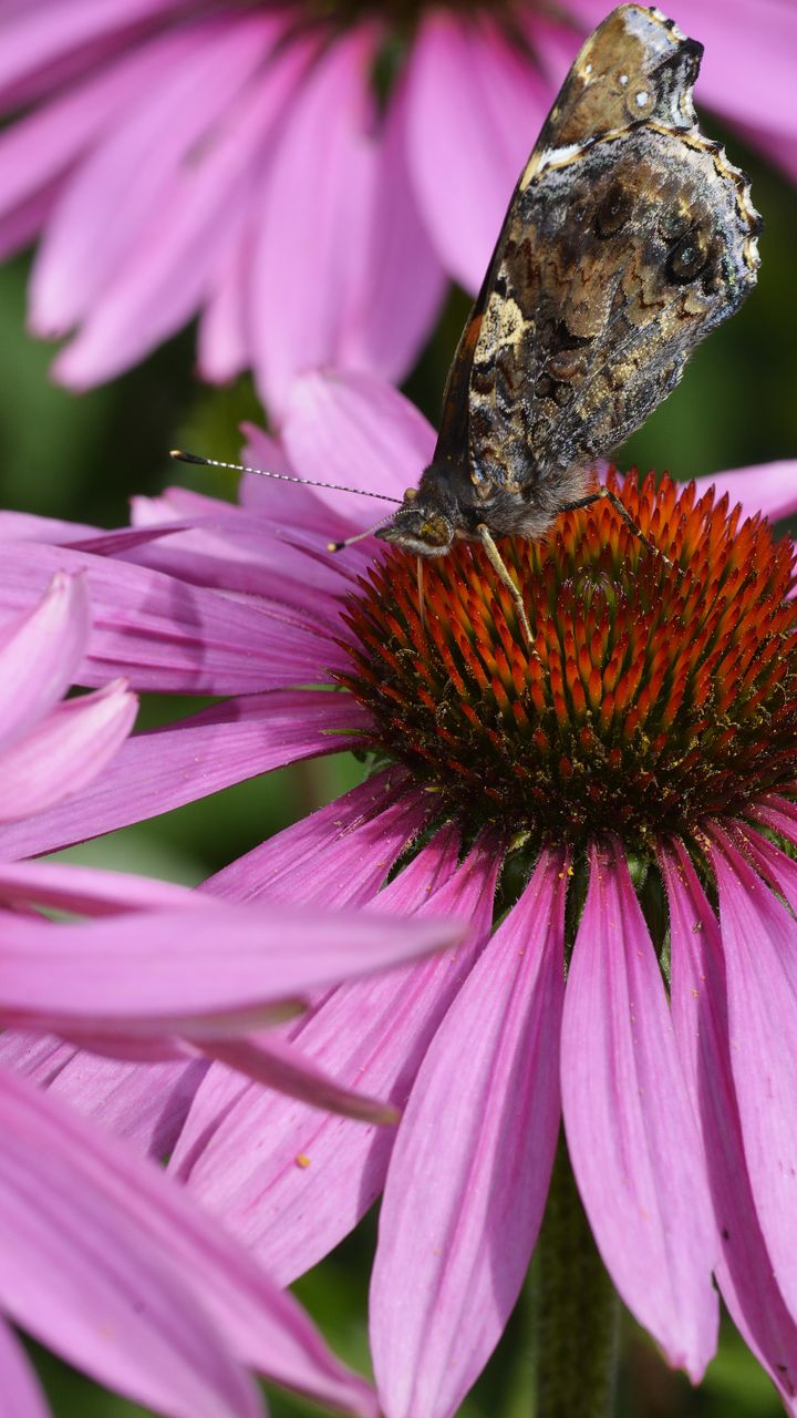 Include Pollinator-Friendly Plants