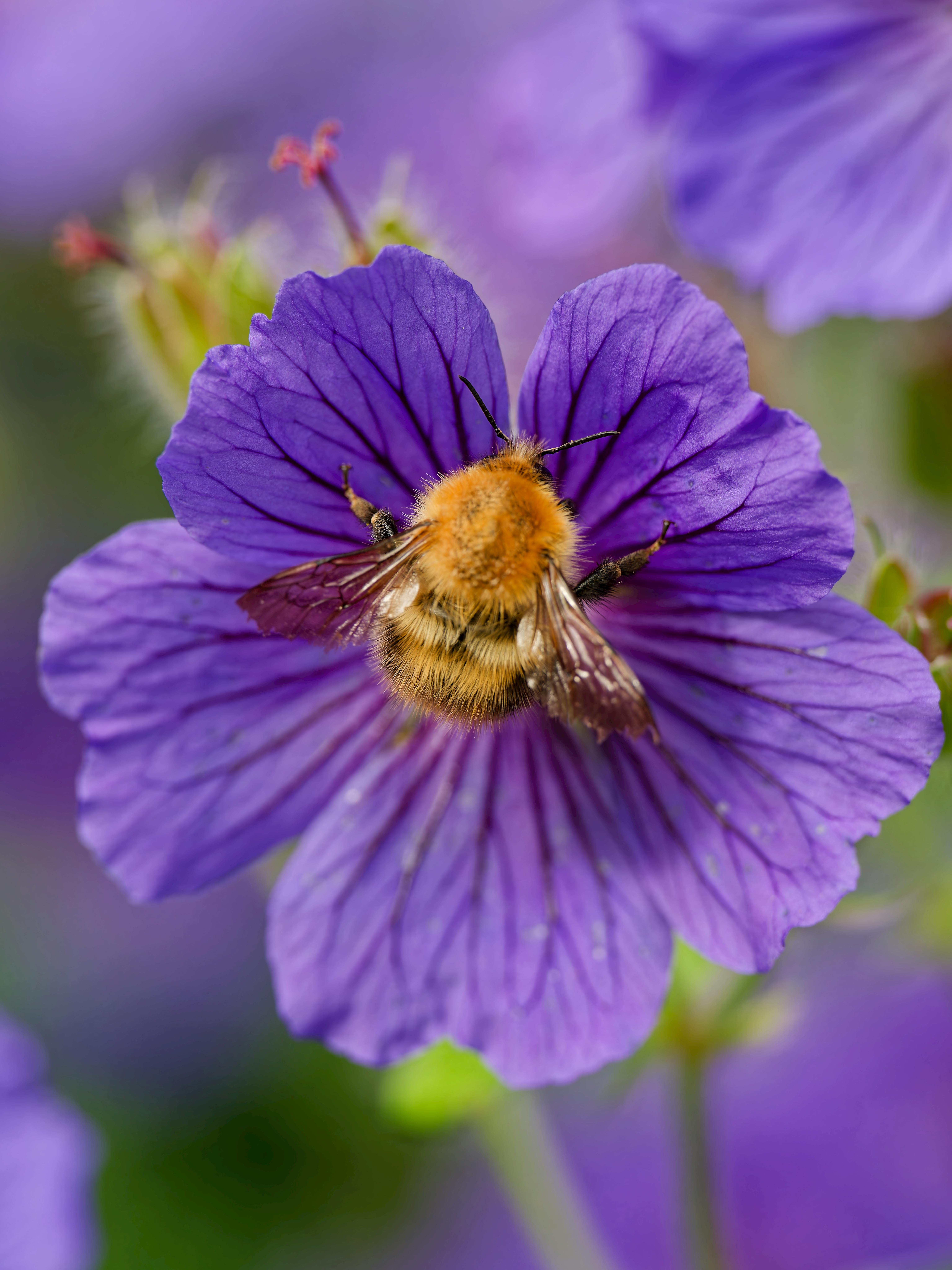 Close-up of a Bee on a Purple Flower · Free Stock Photo, image size:6143x8192