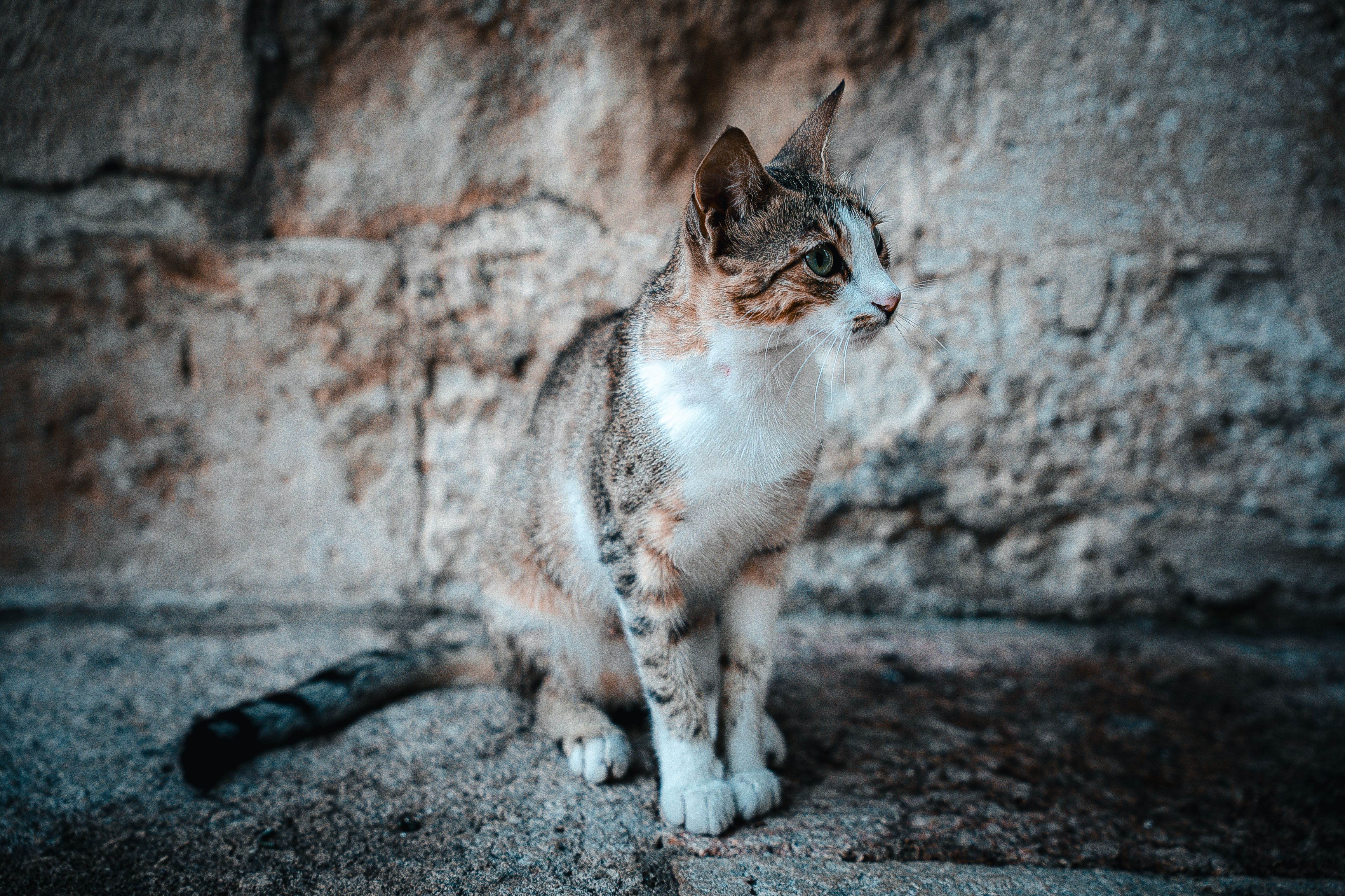 Charming street cat sitting against a rustic wall in Adana, capturing urban feline life.