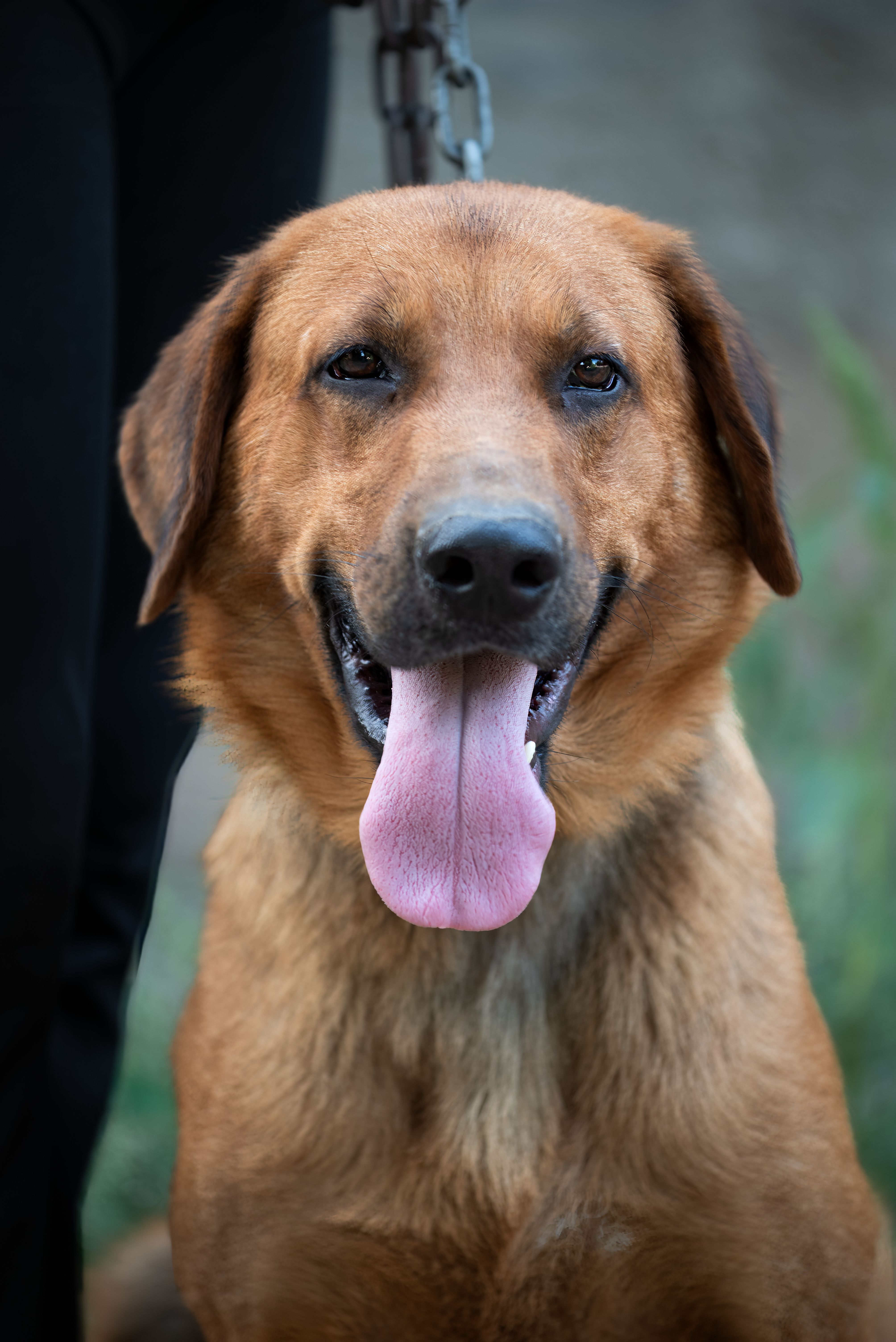 A cheerful brown dog with its tongue out on a walk, showing happiness and energy.
