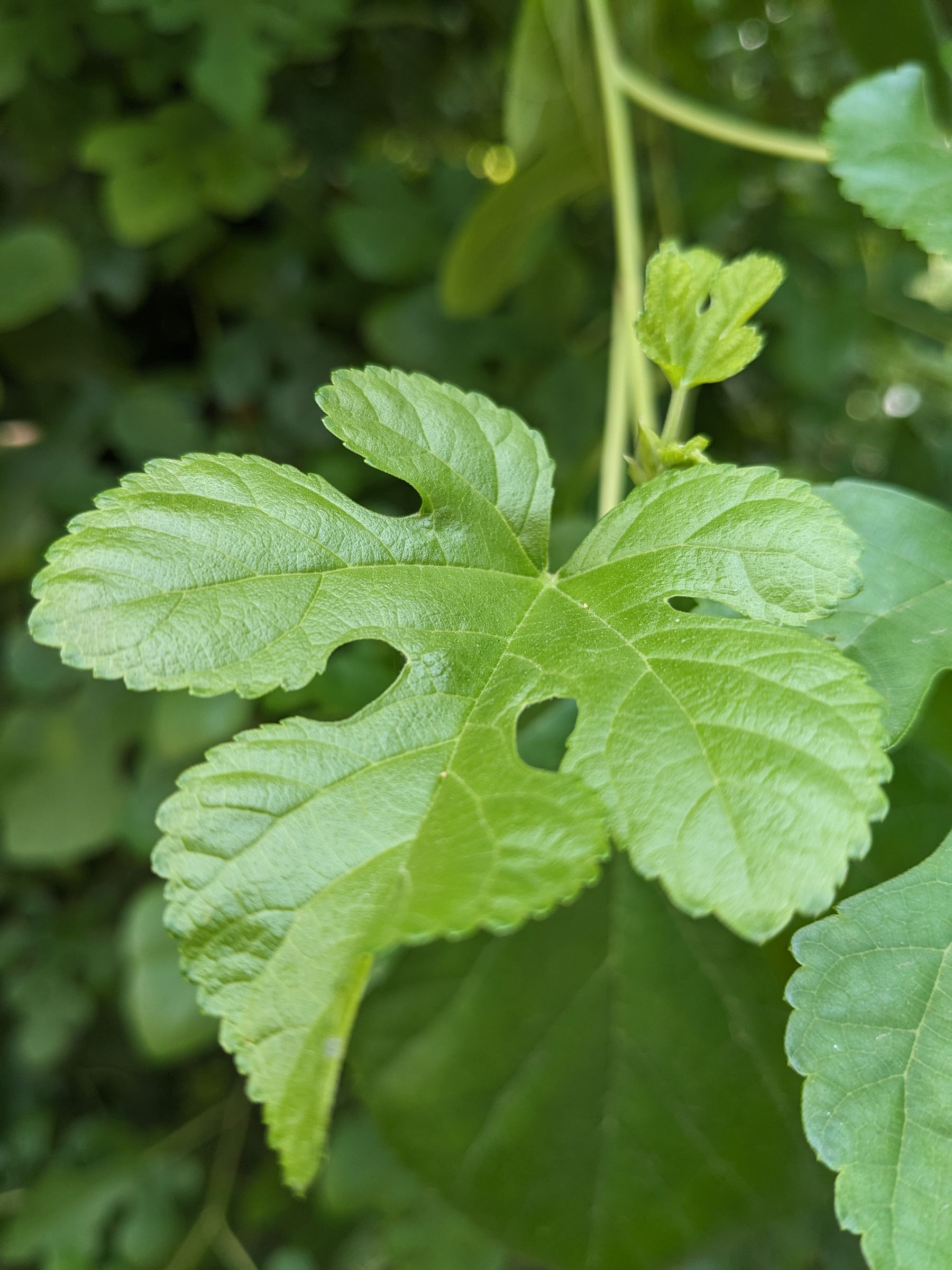 Close-up of a fresh mulberry leaf with detailed veins and serrated edges
