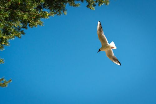 Free A seagull gracefully flying high against a vibrant blue sky with pine branches framing the scene. Stock Photo