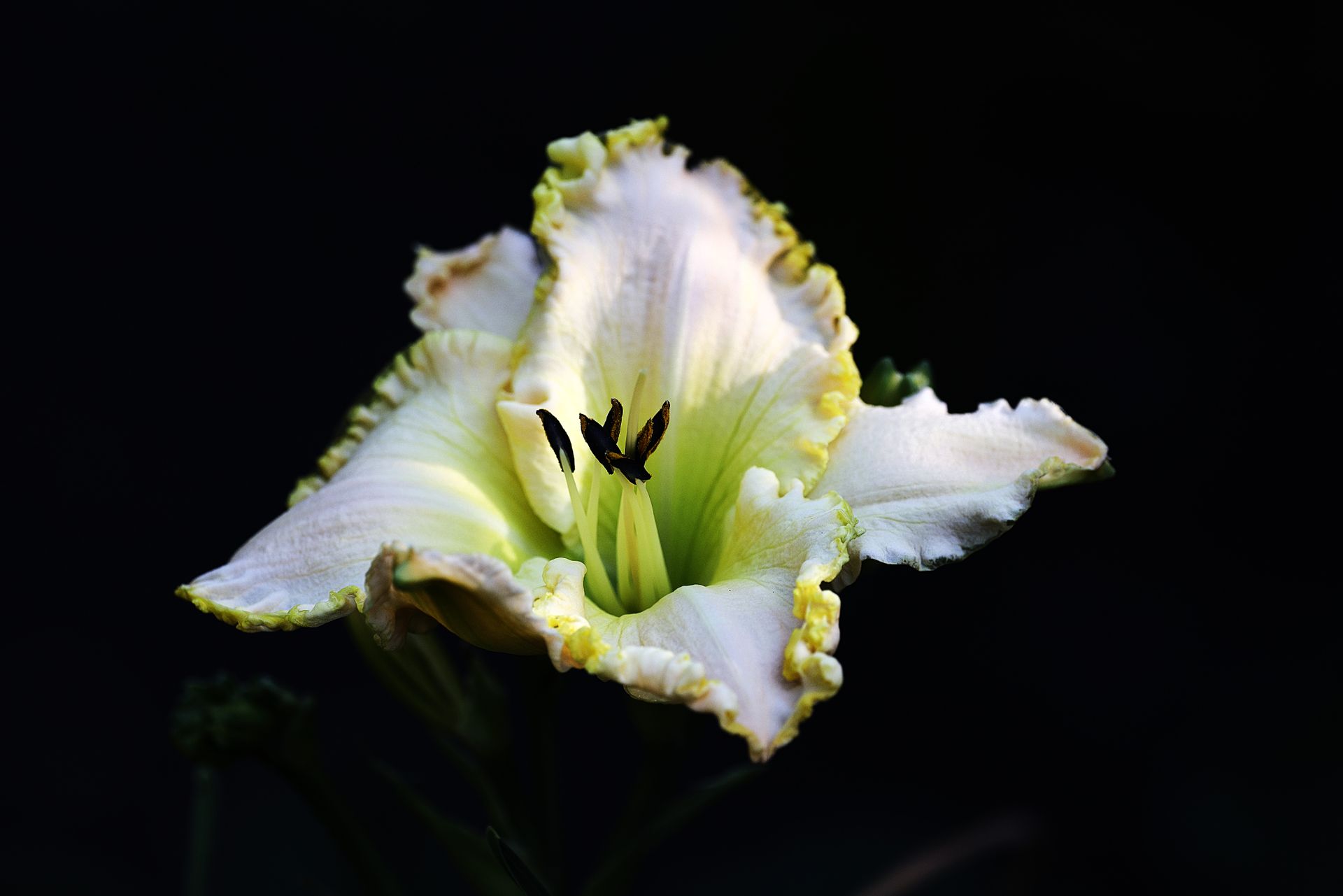 A beautifully lit daylily flower captured in sharp detail against a dark background, showcasing its petals and natural texture.