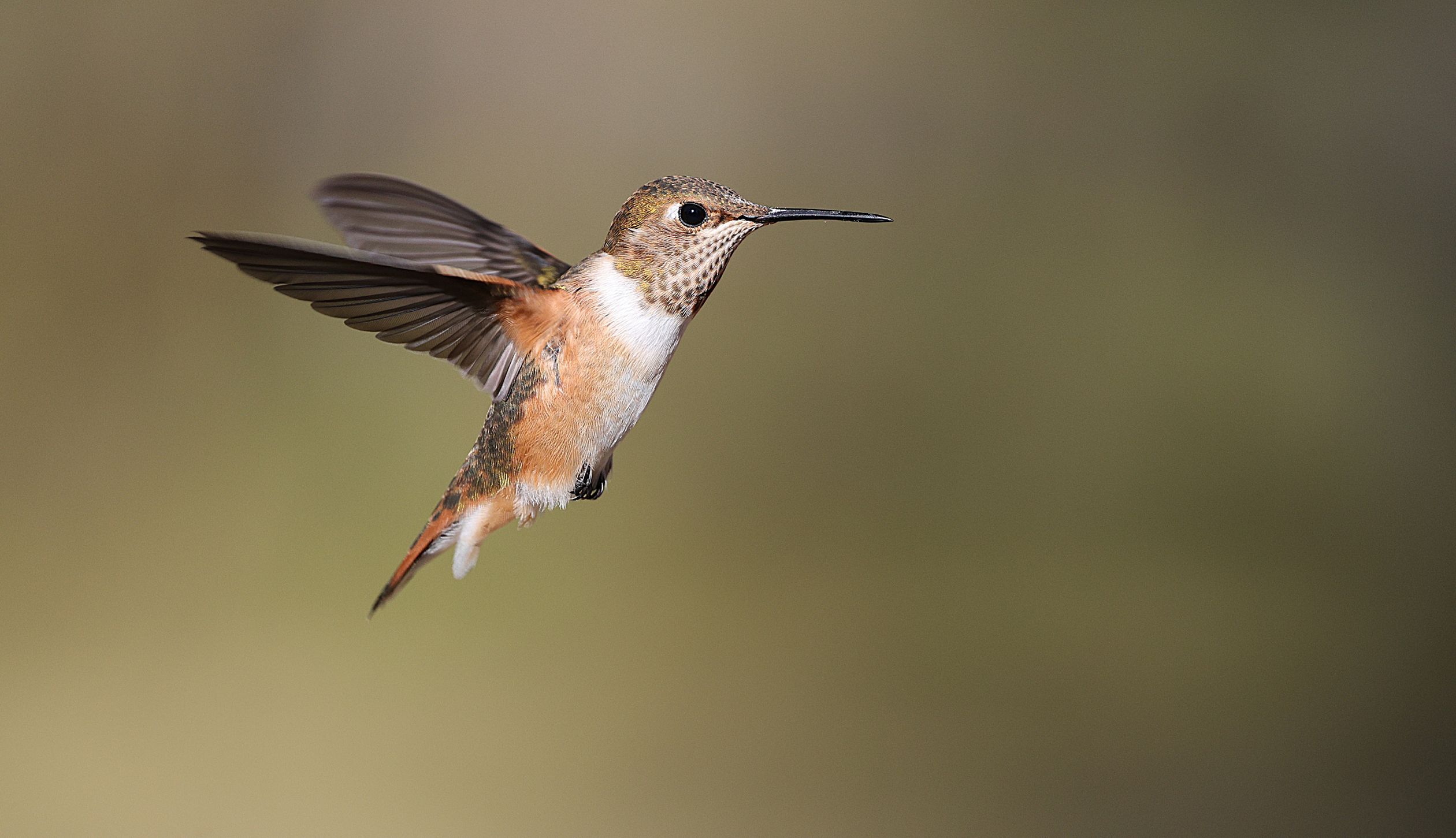 Male Rufous Hummingbird In Flight Rufous Hummingbird in Mid-Flight with Blurred Background · Free Stock Photo