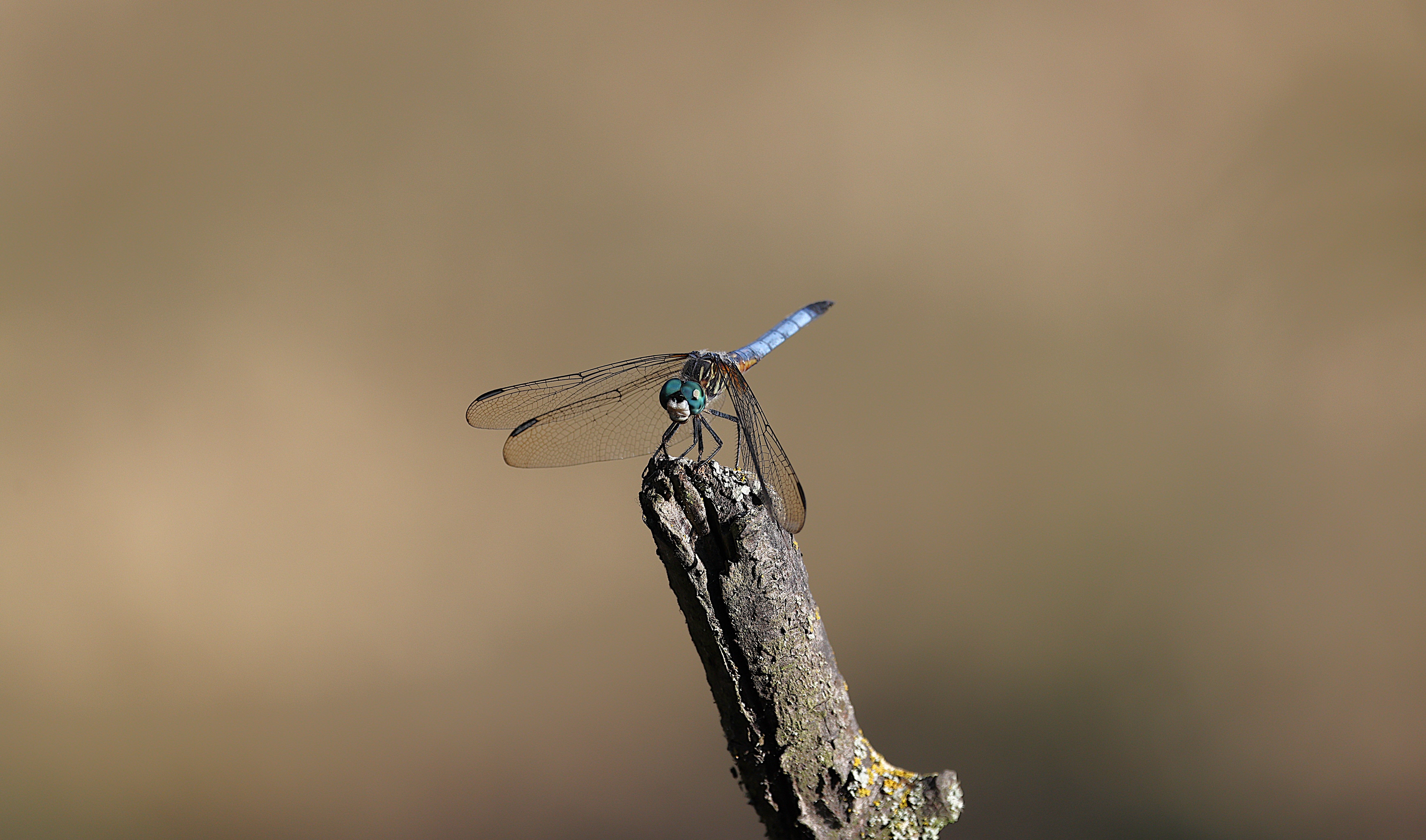 Close-up of Blue Dasher Dragonfly Perching · Free Stock Photo