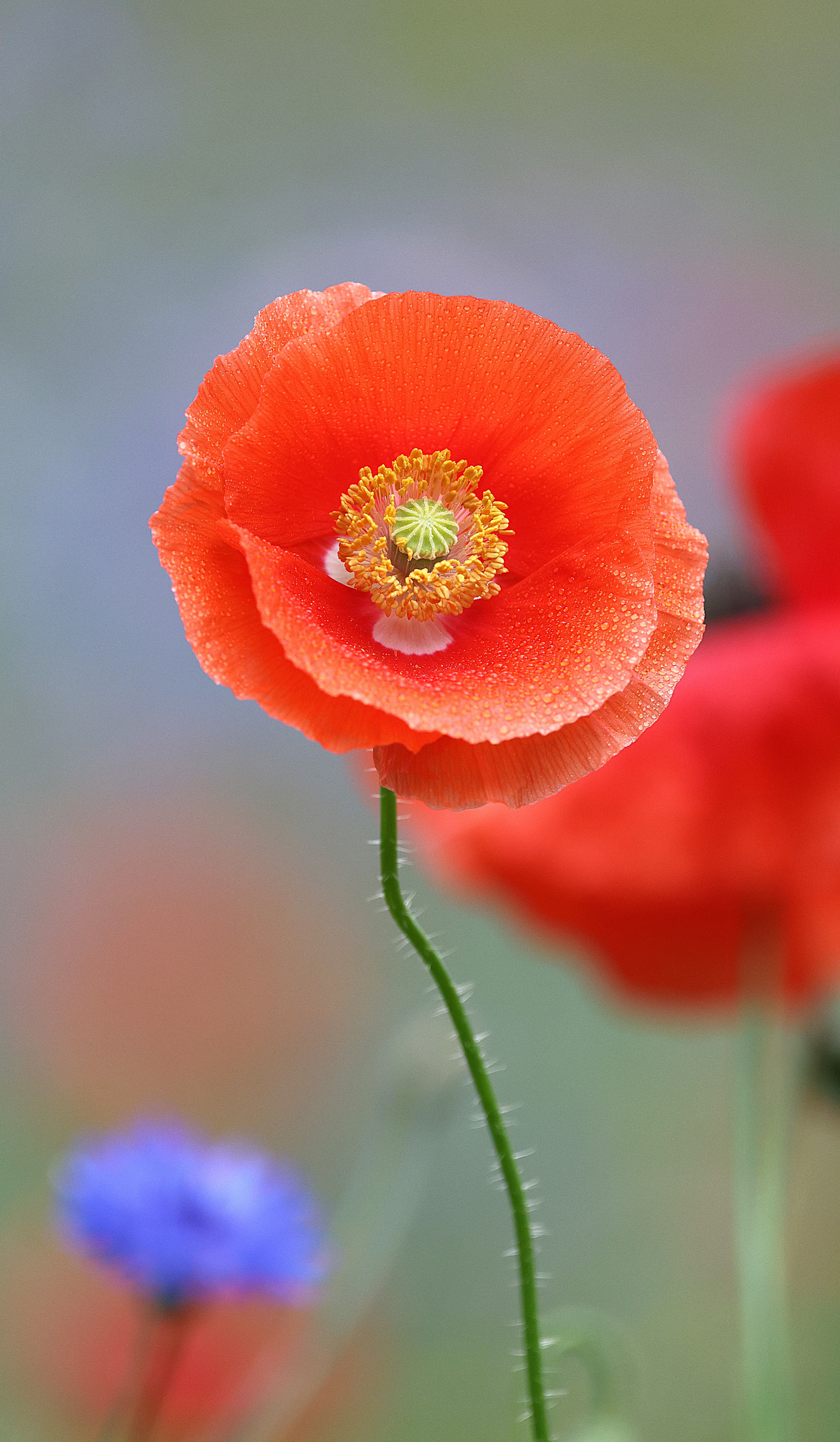 Vibrant Red Poppy Bloom in Summer Garden · Free Stock Photo