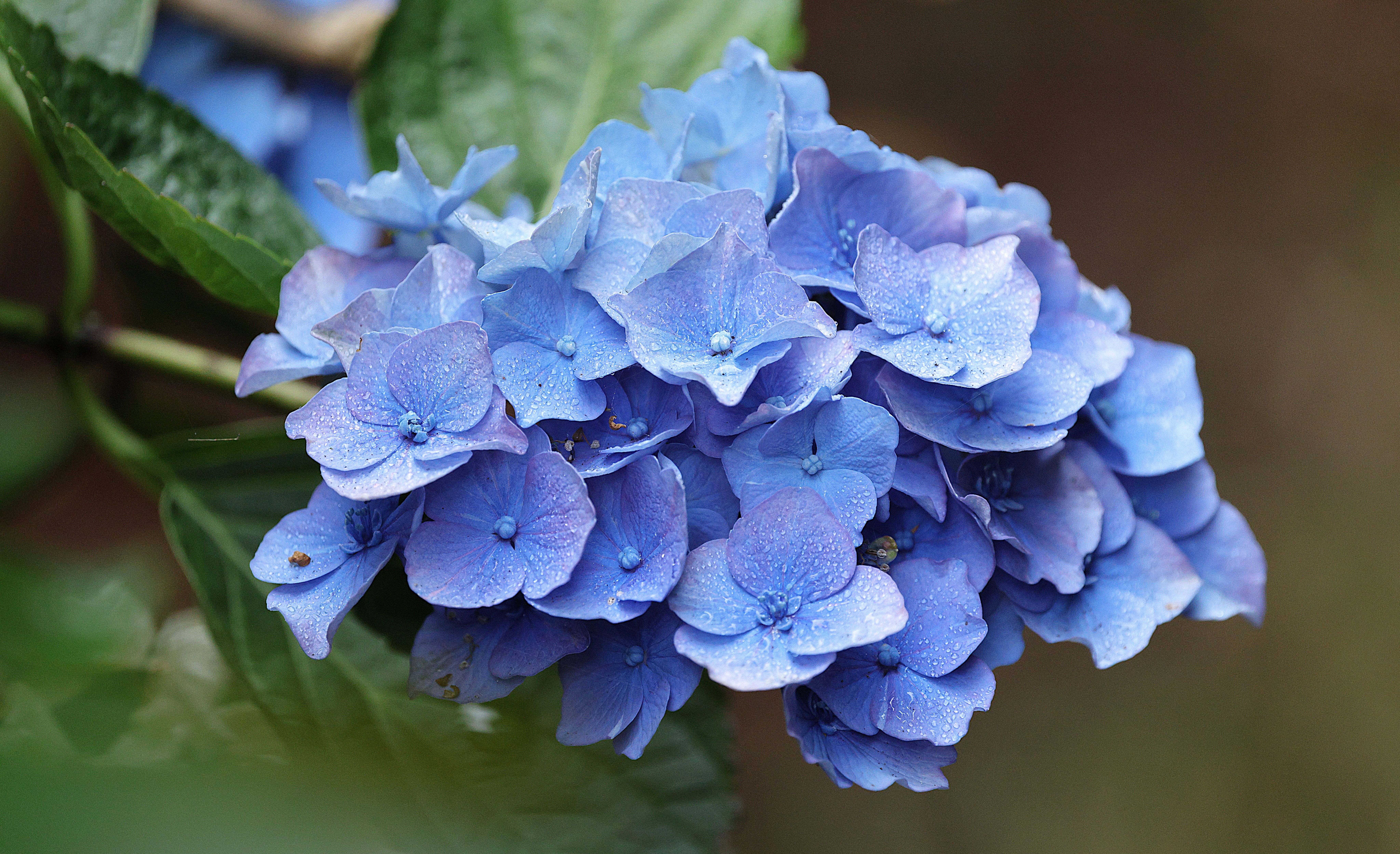 Blue Oak Leaf Hydrangea