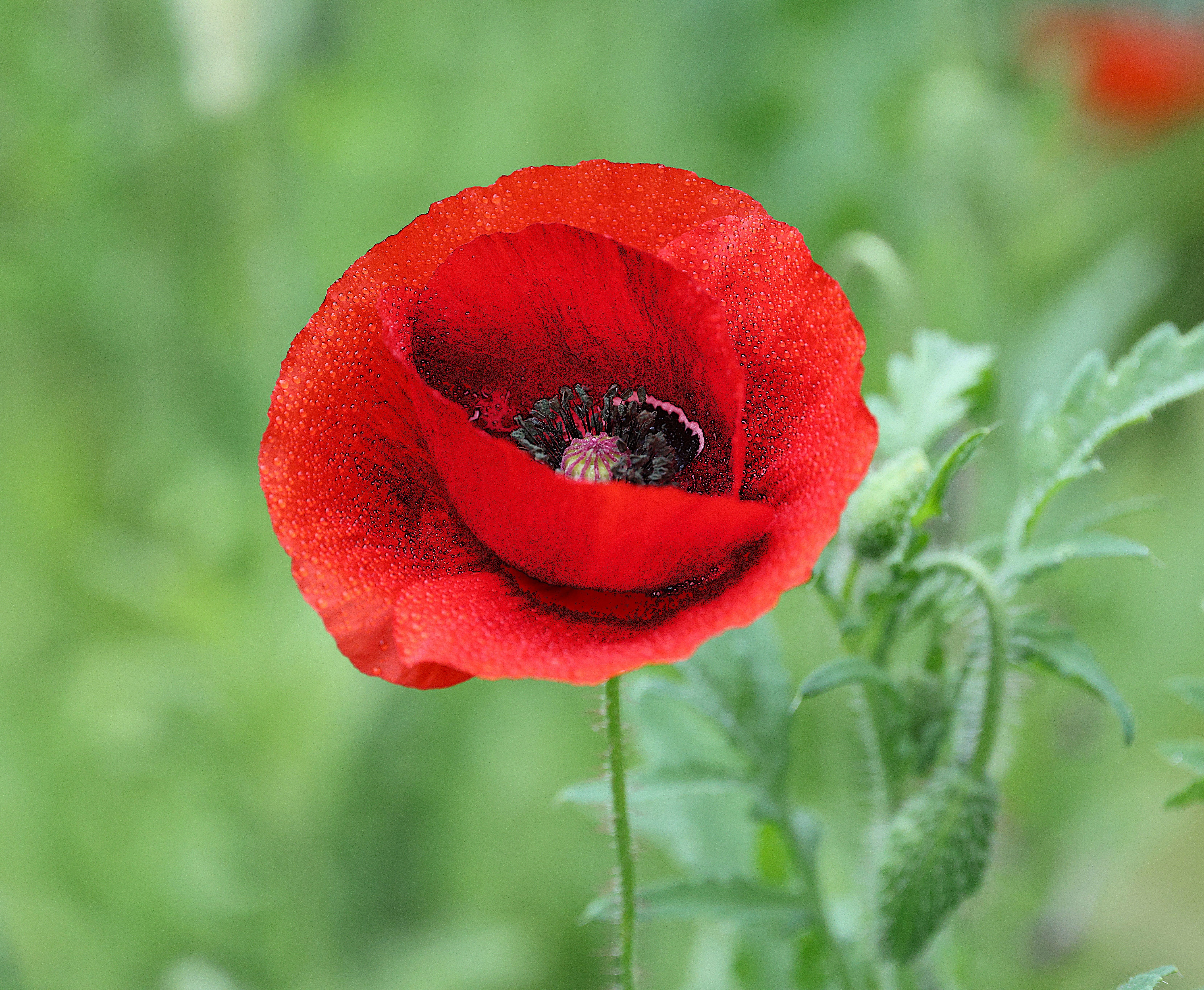 Vibrant Red Poppy Flower Blooming in Summer Garden · Free Stock Photo