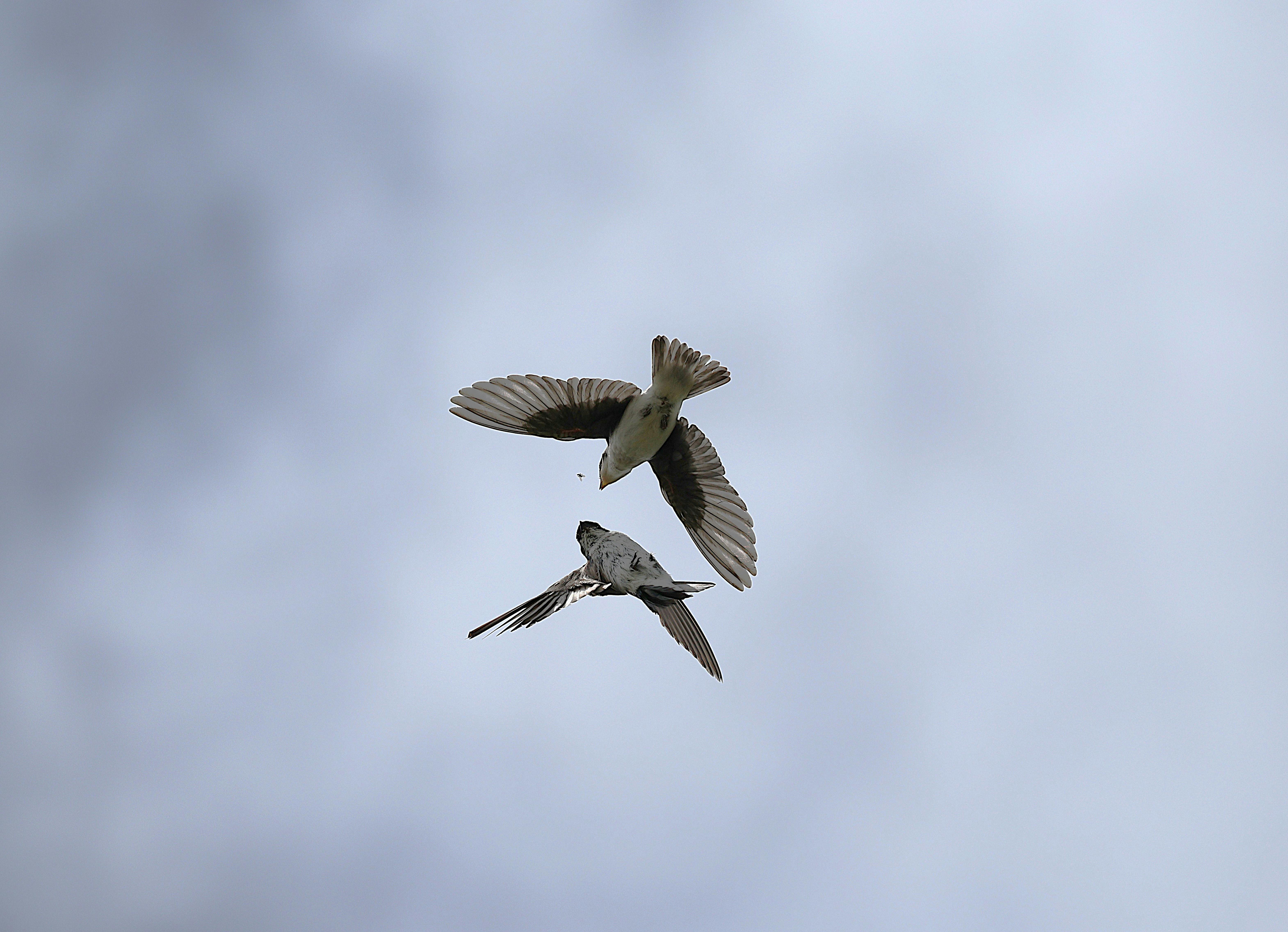 Alien Encounters Recorded in Ancient Scripts