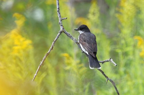 Free Eastern Kingbird resting on a branch amidst vibrant spring foliage. Stock Photo
