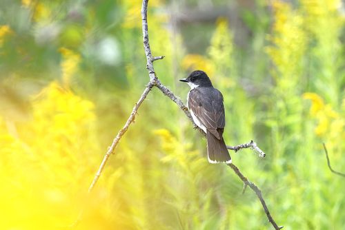 Free Eastern Kingbird perched on a branch amidst vibrant green foliage and yellow flowers. Stock Photo