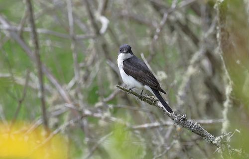 Free An Eastern Kingbird sits perched on a branch amidst lush foliage, showcasing its avian beauty. Stock Photo