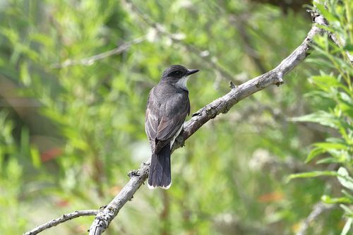 Free A detailed macro shot of an Eastern Kingbird perched on a branch in a natural setting. Stock Photo