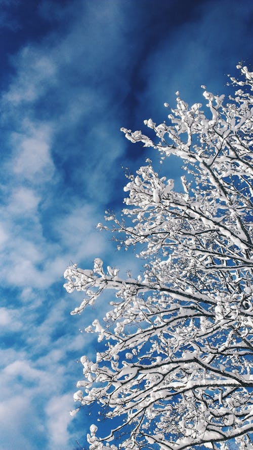 Weißer Baum Unter Blauem Und Weißem Himmel