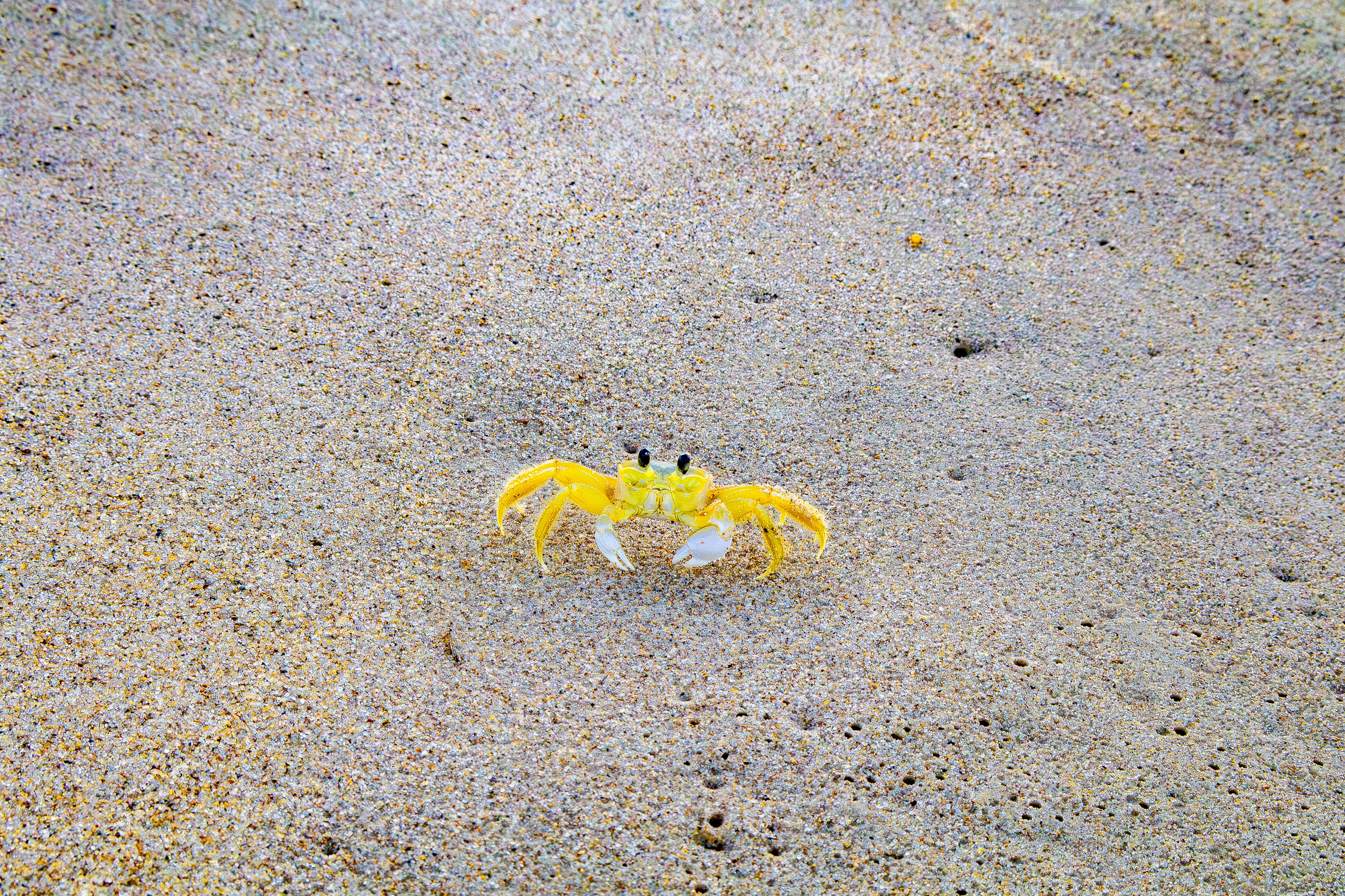 A vibrant yellow ghost crab on a sandy beach in Natal, Brazil, showcasing the beauty of marine life.