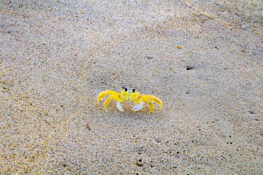 A vibrant yellow ghost crab on a sandy beach in Natal, Brazil, showcasing the beauty of marine life.