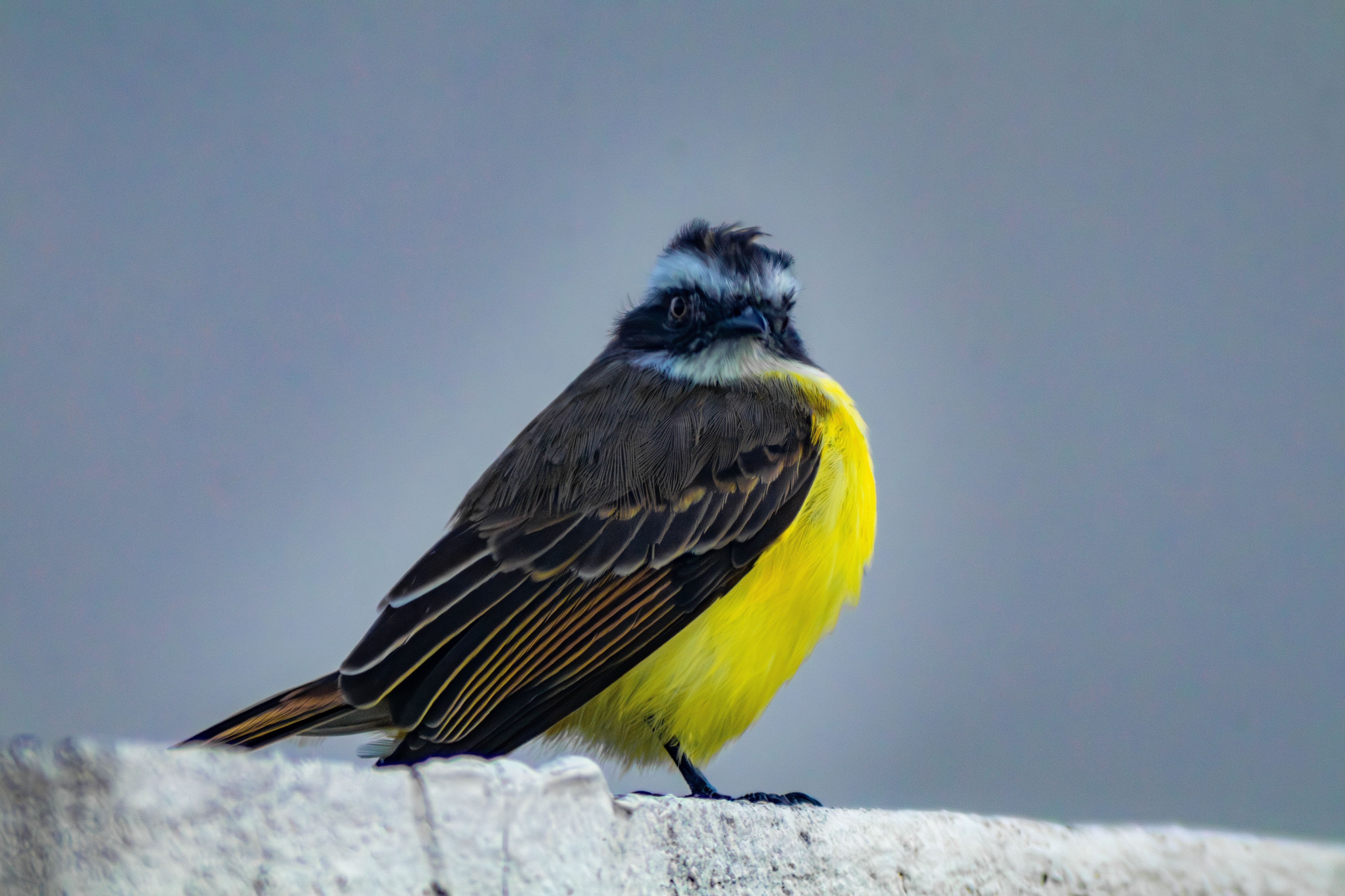 Foto: Arison Silvino / Pexels