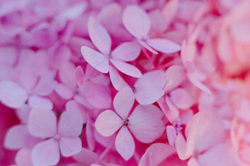 Free A detailed close-up of pink hydrangea petals showcasing vibrant floral textures. Stock Photo