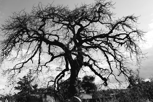 Free Dramatic black and white photo of a bare tree in silhouette, capturing the mood of nature. Stock Photo