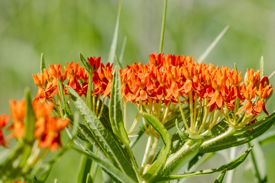 Native Flowers of Trinidad: A Local Guide