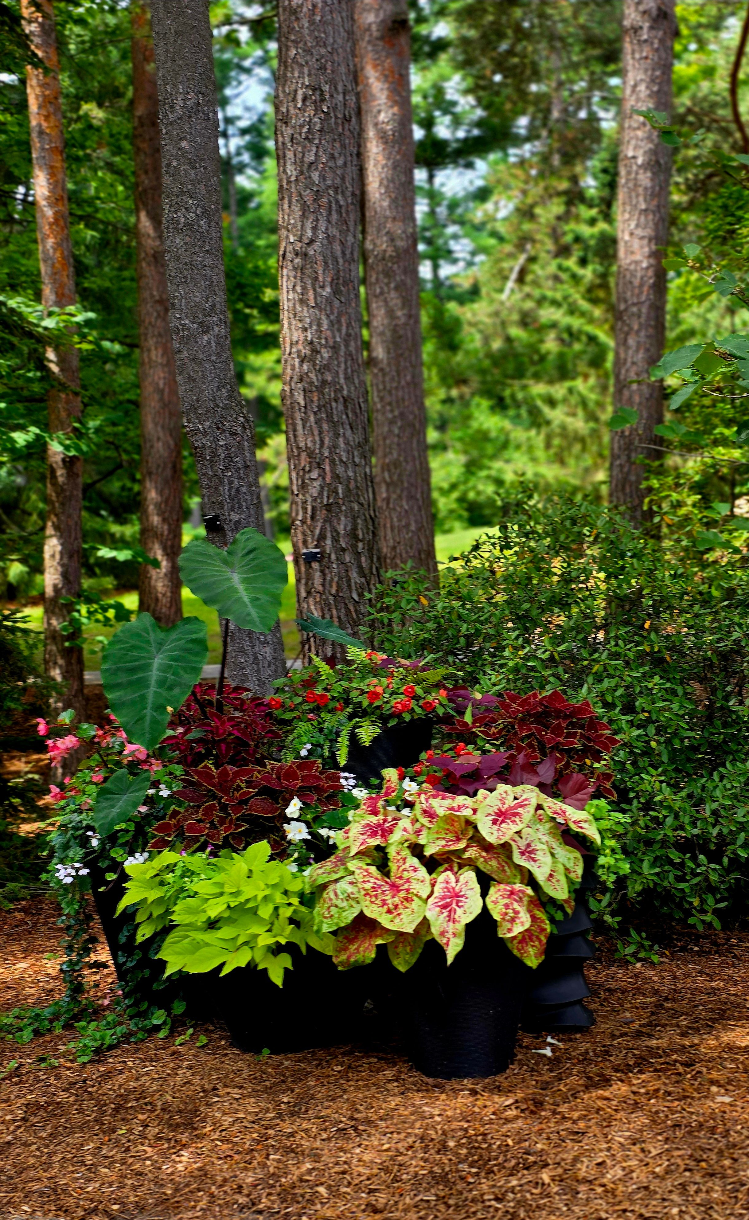 Reviving Sun-Loving Perennials & Shrubs in Newly Shaded Areas: Strategic Pruning, Reflective Mulch, and Variety-Specific Adaptations Without Relocation