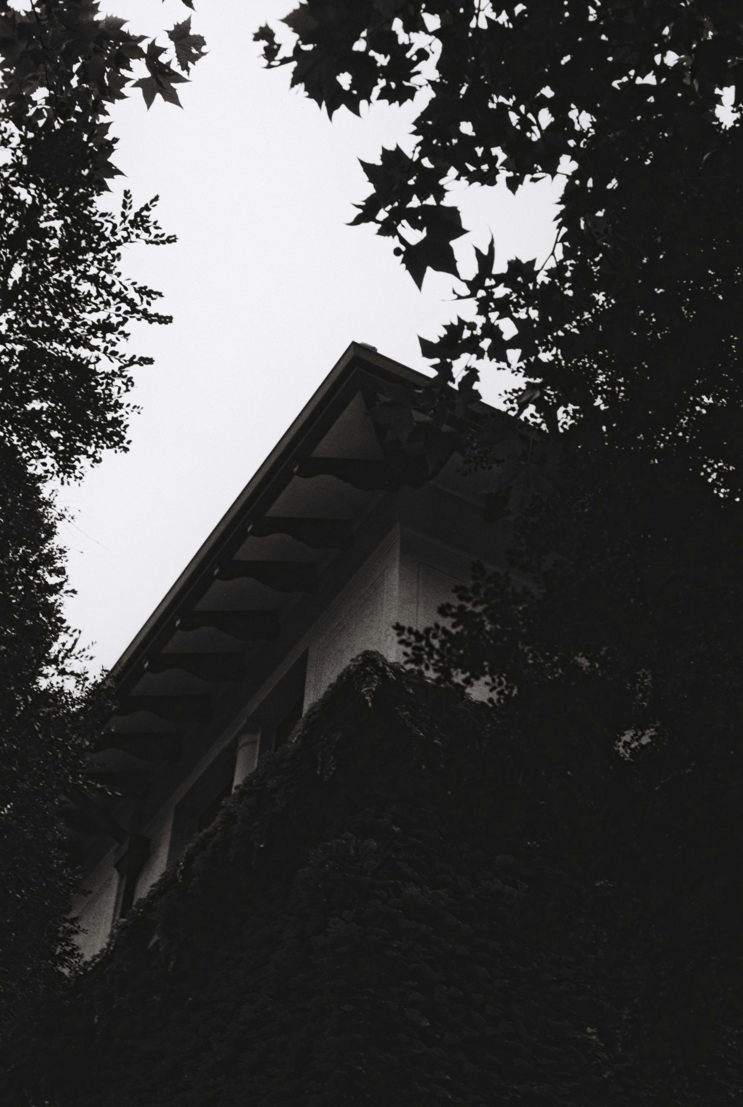 gratis Een sfeervolle architectuurfoto met de nadruk op schaduwen en bladeren in monochrome uitvoering. Stockfoto