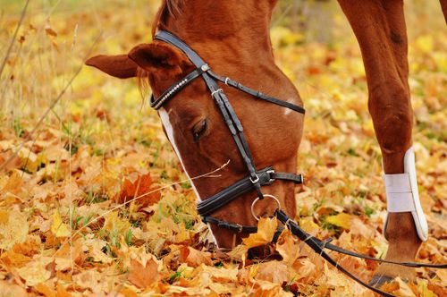 Free A beautiful chestnut horse grazing amidst vibrant autumn leaves, showcasing the essence of fall. Stock Photo