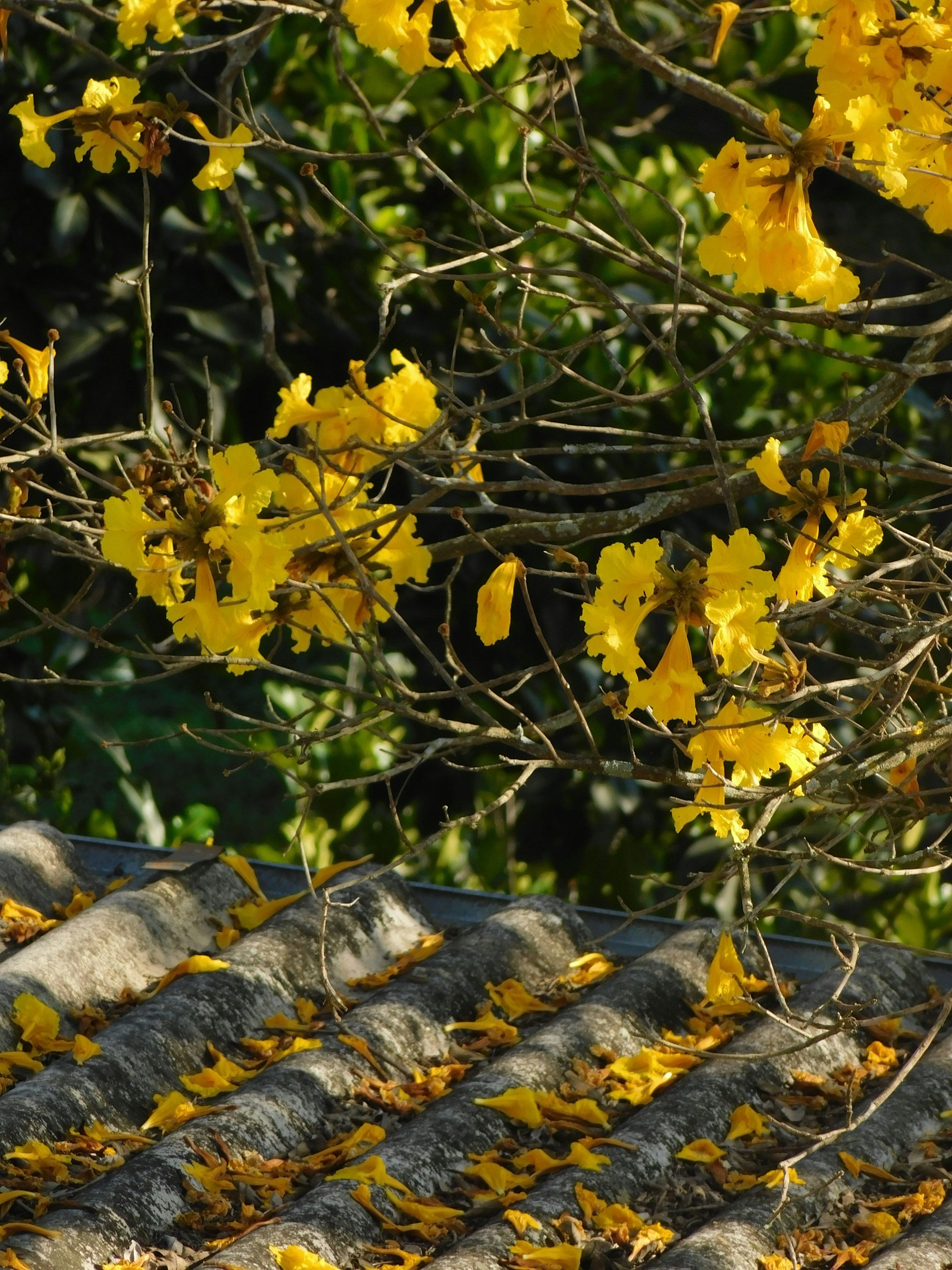 Vibrant yellow Ipe blossoms on branches in Santana de Parnaíba, São Paulo, capturing a spring essence.