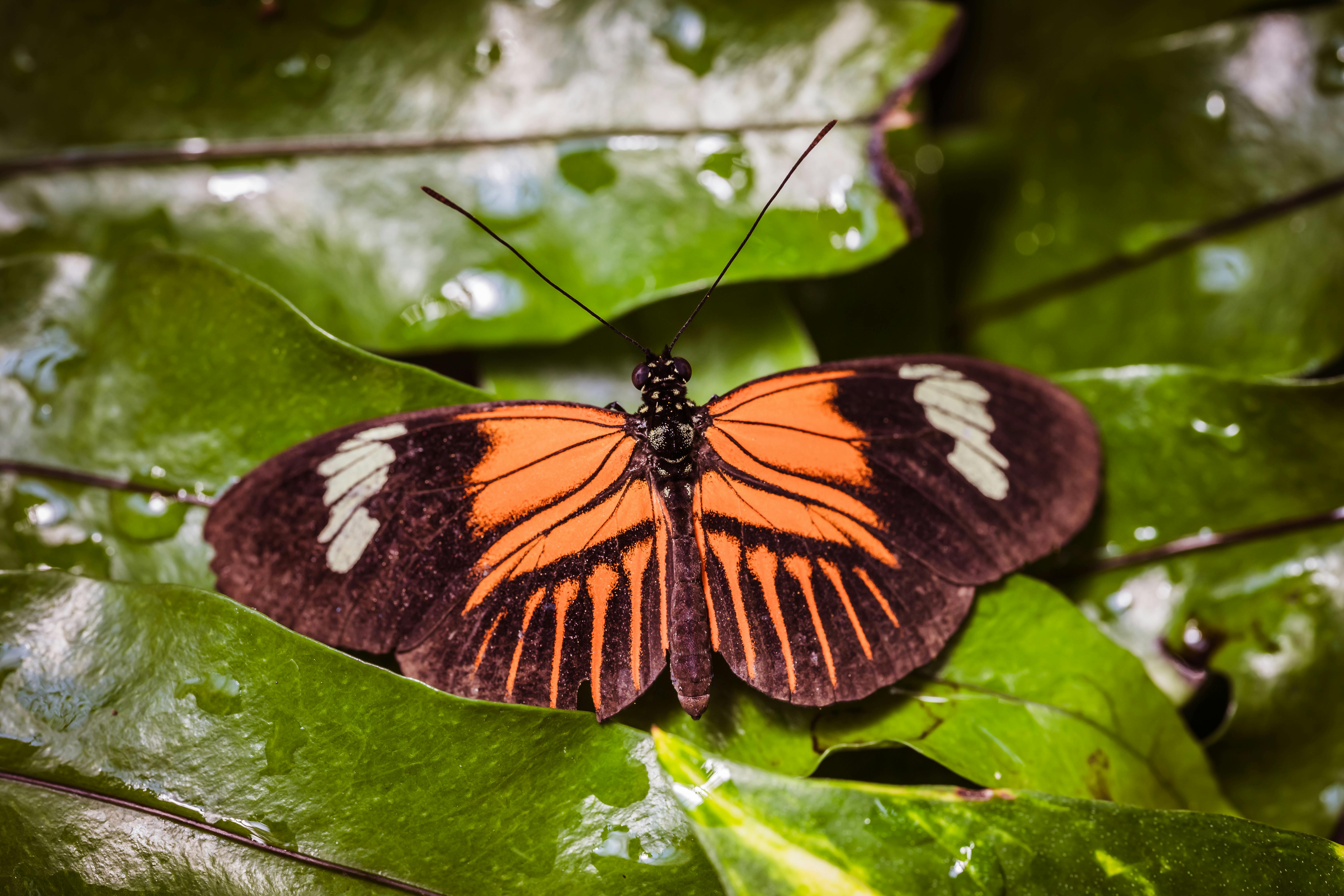 Close-up of a striking orange and black butterfly resting on lush green leaves, capturing nature's v
