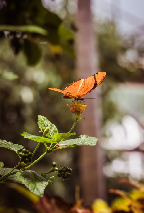 Free An orange butterfly perched on a flower outdoors, showcasing nature's beauty. Stock Photo