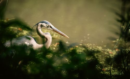 Free A graceful heron stands amidst lush greenery in a serene wetland environment. Stock Photo