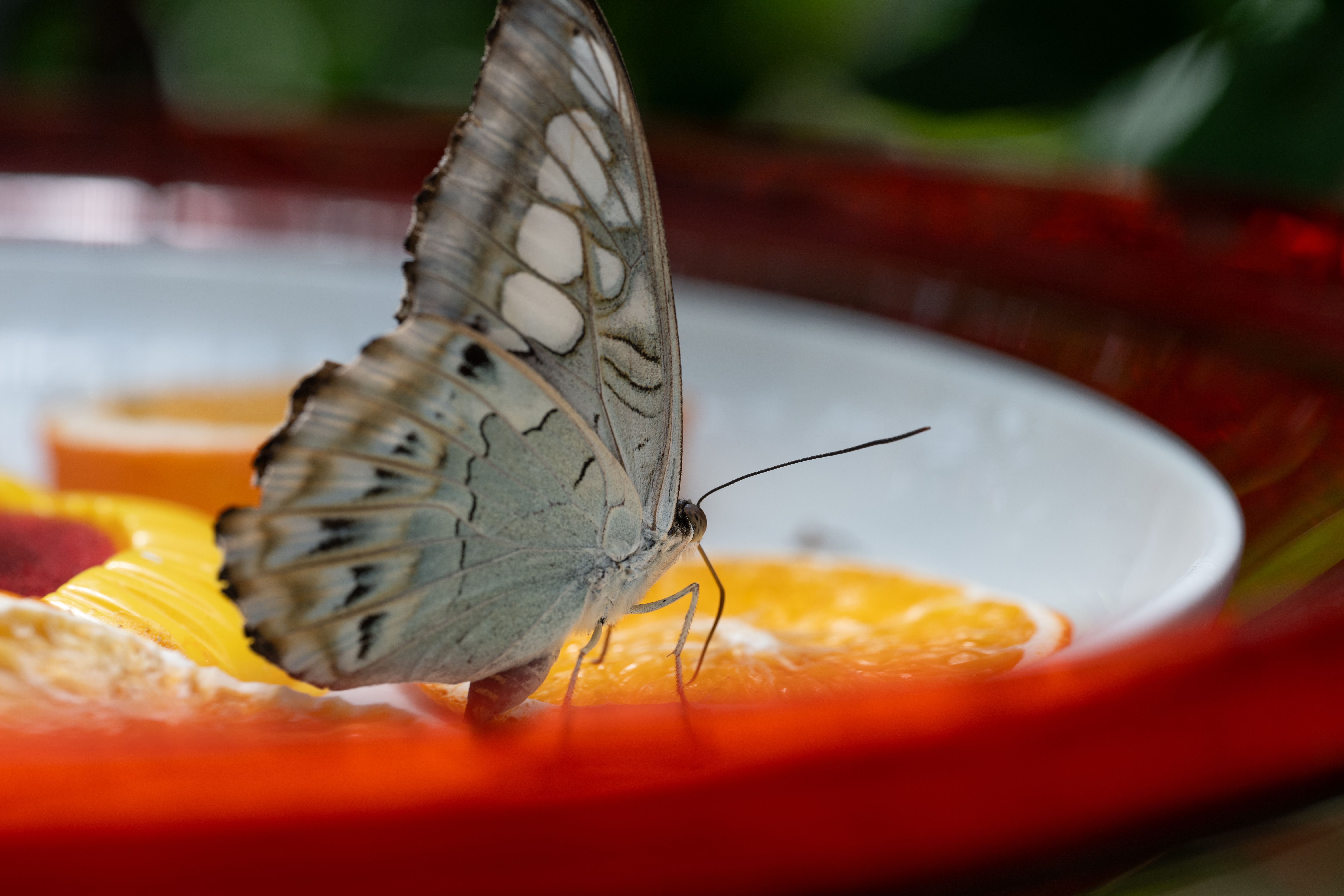 A butterfly delicately perched on juicy orange slices, enjoying a sweet treat.