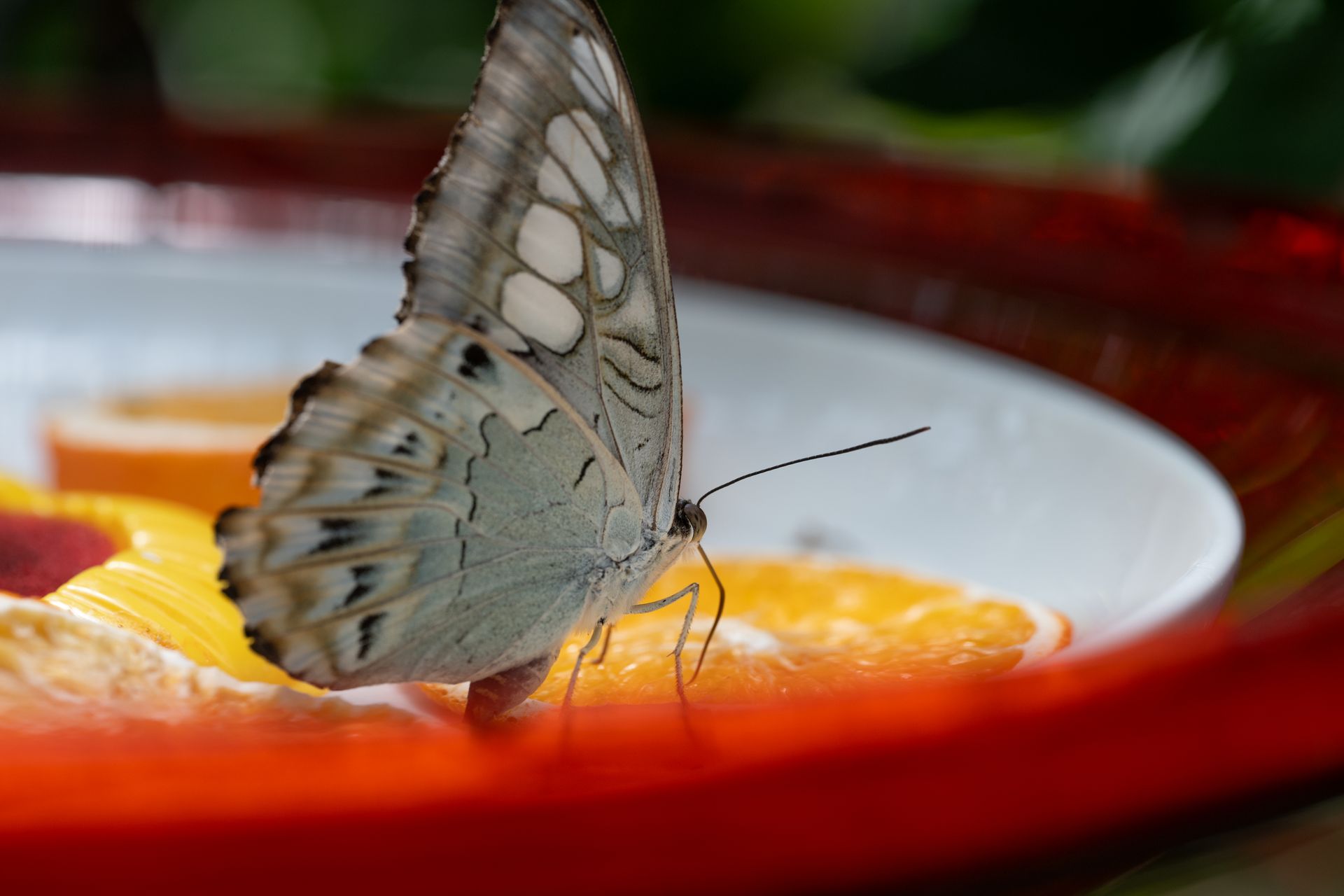 A butterfly delicately perched on juicy orange slices, enjoying a sweet treat.