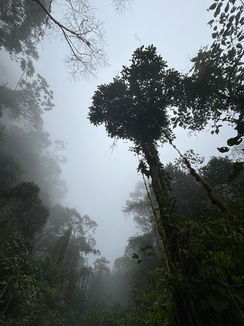 Free Explore the mystical, foggy Colombian Andes in this captivating forest scene. Stock Photo