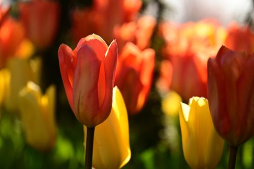 Free Bright orange and yellow tulips basking in sunlight, capturing spring's essence. Stock Photo