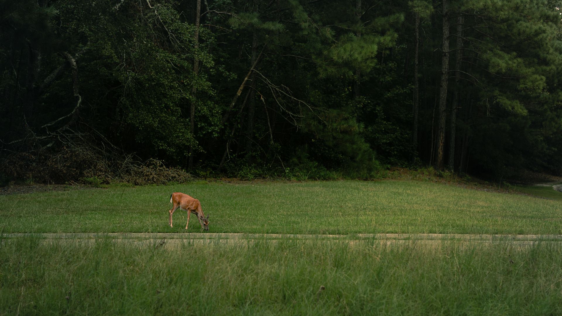 A peaceful deer grazing in a lush green clearing surrounded by a dense pine forest in Georgia, USA.