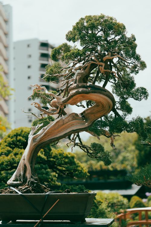 Free Beautiful bonsai tree against Tokyo cityscape, capturing Japan's traditional serenity. Stock Photo